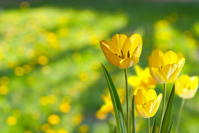 Прикмети про погоду у квітні: що віщують дощі, вітер і навіть цвітіння рослин - фото 604981