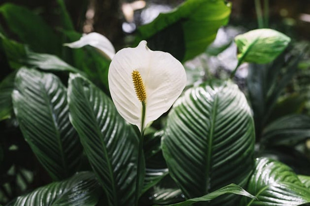 5 кімнатних рослин, які допоможуть позбутися плісняви в домі - фото 605054