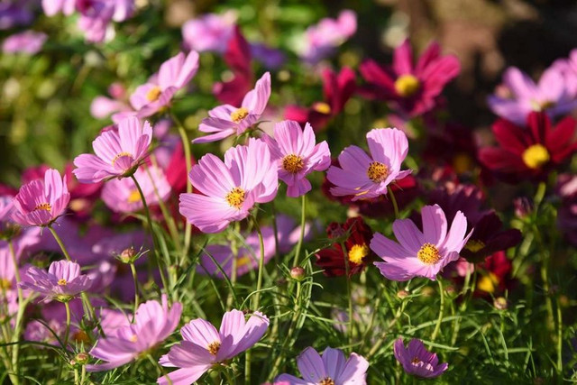 Клумба зацвіте вже через кілька тижнів: які однорічні квіти варто посіяти навесні - фото 605111