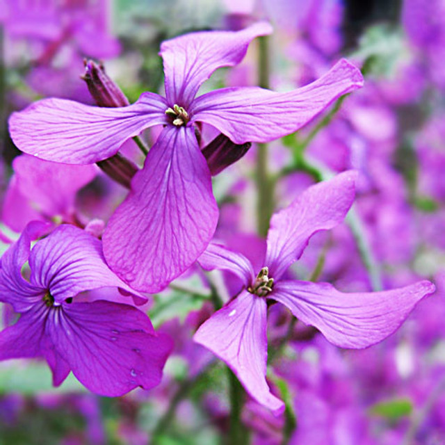 Клумба зацвіте вже через кілька тижнів: які однорічні квіти варто посіяти навесні - фото 605112