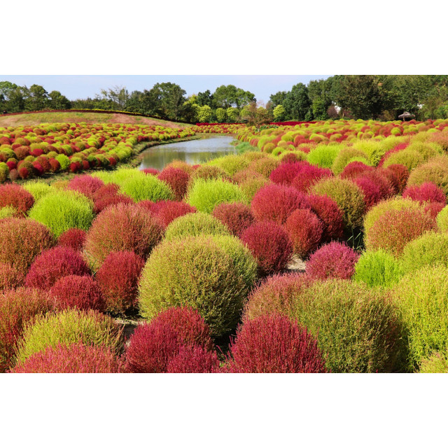 Ваш сад засяє яскравими барвами: як правильно посадити кохію - фото 605370