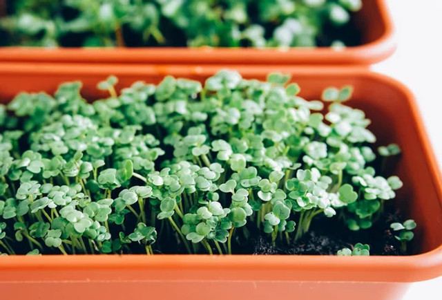 Мікрозелень на підвіконні: як виростити корисні паростки вдома без землі - фото 605736
