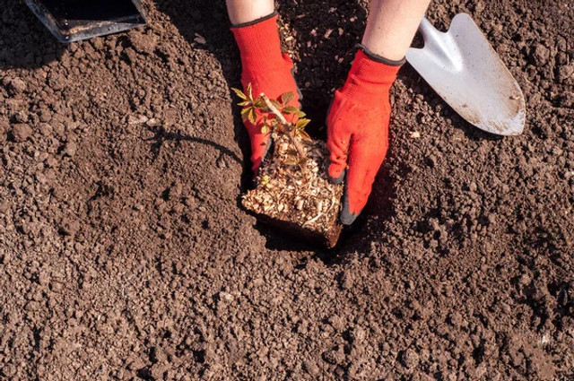 Як виростити малину у власному саду: прості поради, які допоможуть отримати щедрий урожай - фото 605752