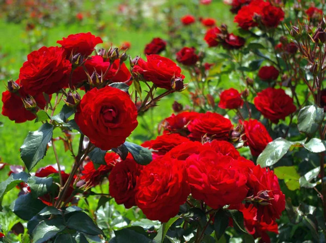 Троянди навесні: що обов’язково зробити у березні, щоб кущі рясно зацвіли влітку - фото 606036