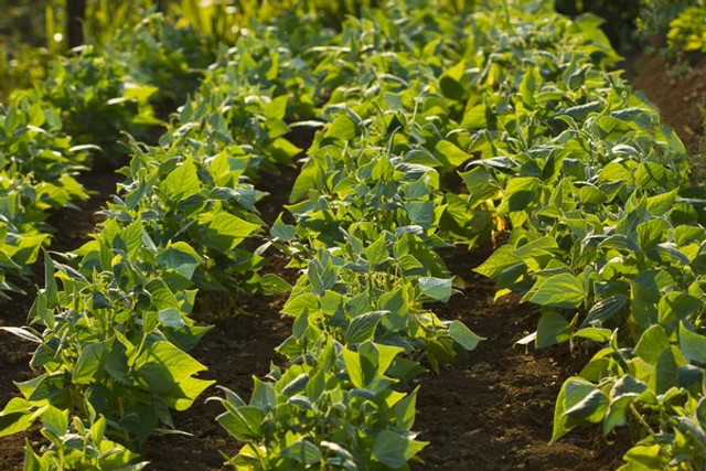 7 культур після часнику, які дадуть щедрий врожай: головна помилка, що псує ґрунт - фото 606820