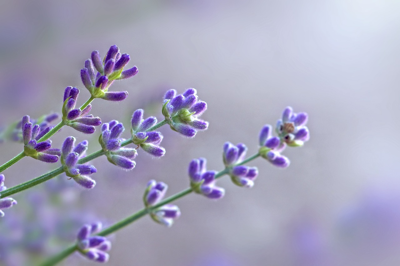 Парфуми з лавандою - фото 1