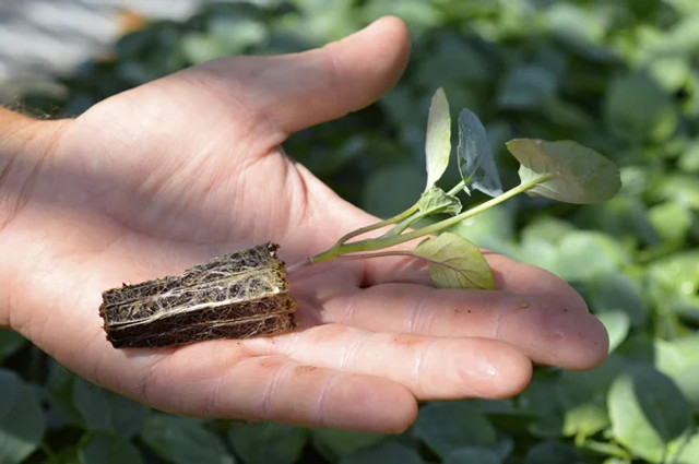 Варто не зволікати: рослини, які обов’язково треба посіяти до квітня для щедрого врожаю - фото 606899