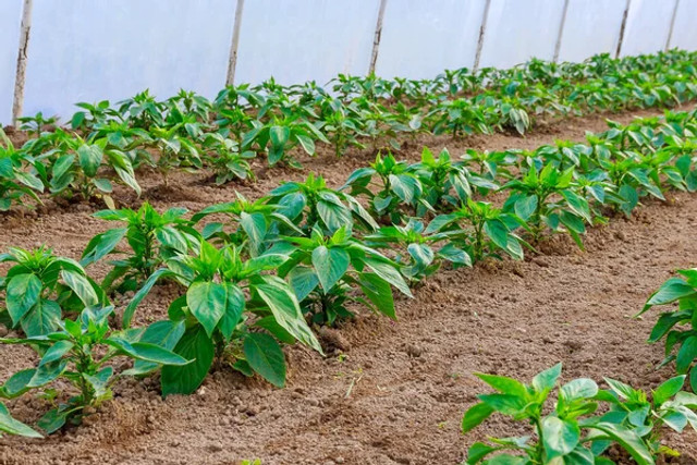 Варто не зволікати: рослини, які обов’язково треба посіяти до квітня для щедрого врожаю - фото 606902