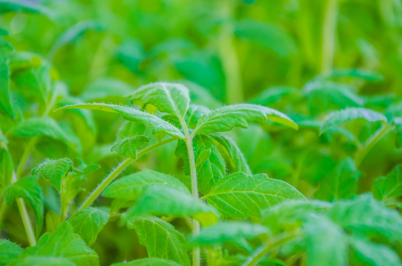 Розсада томатів - фото 1