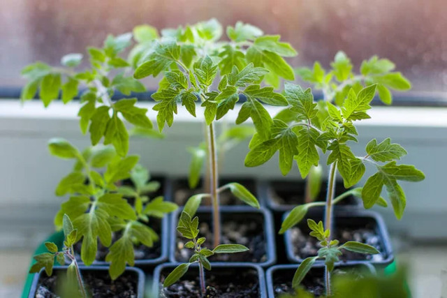 Томати зійшли – зробіть це негайно: 3 хитрощі, які допоможуть виростити міцну розсаду - фото 607249