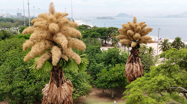Пальми таліпот - фото 607892