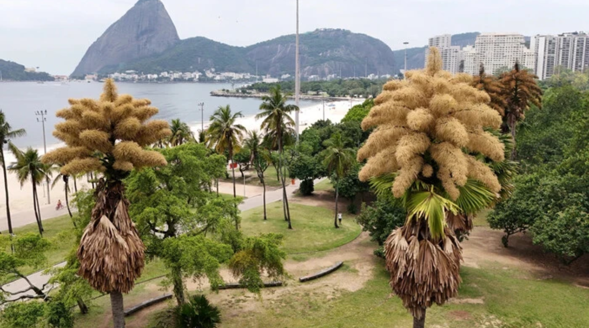 Пальми Таліпот - фото 1