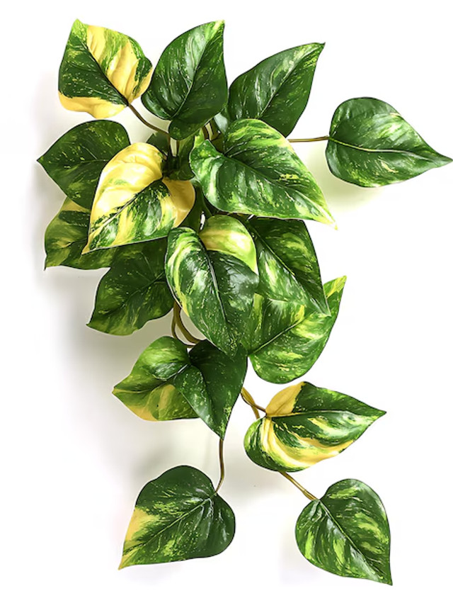 Три кімнатні рослини, які ростуть без клопоту: ідеальний вибір для зайнятих людей - фото 607936