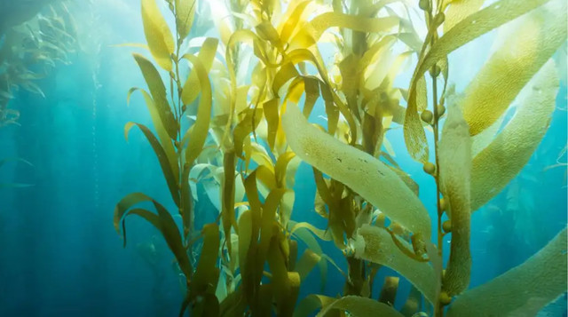 Гниття водоростей - фото 607980