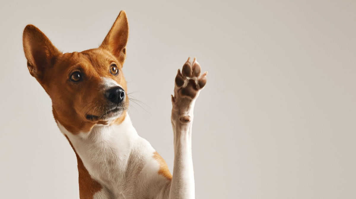 Собака - фото 1