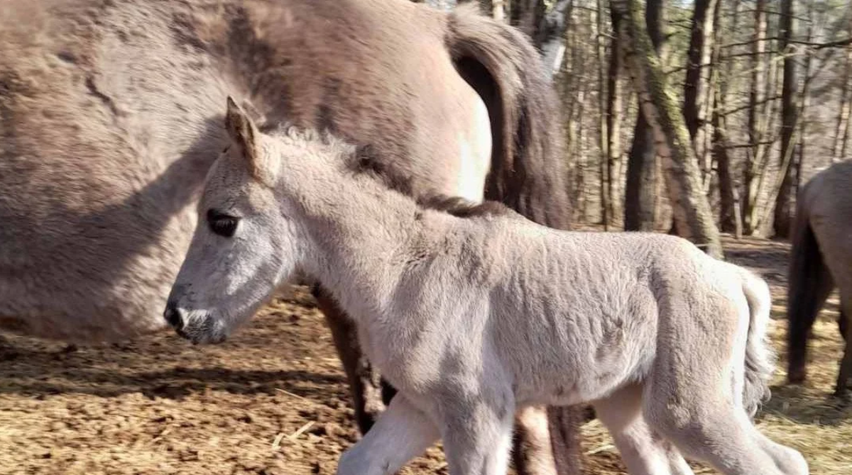 Лоша нащадків тарпанів - фото 1