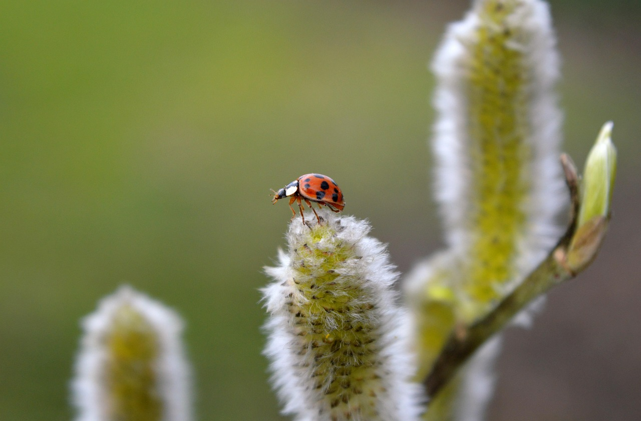 Вербові котики - фото 1