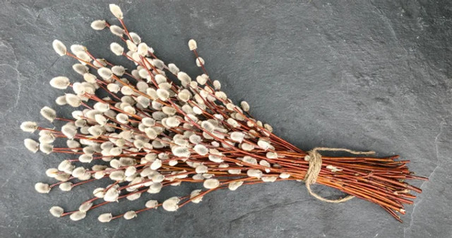 Навесні на вербах з’являються “котики”: чому це не зовсім квіти і що про них варто знати - фото 608728