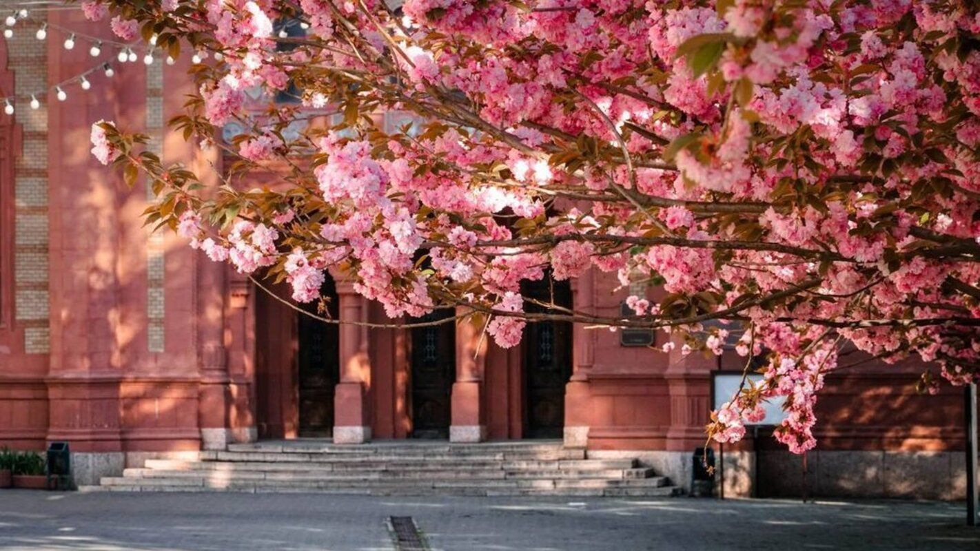 Де шукати сакури в Ужгороді - фото 1