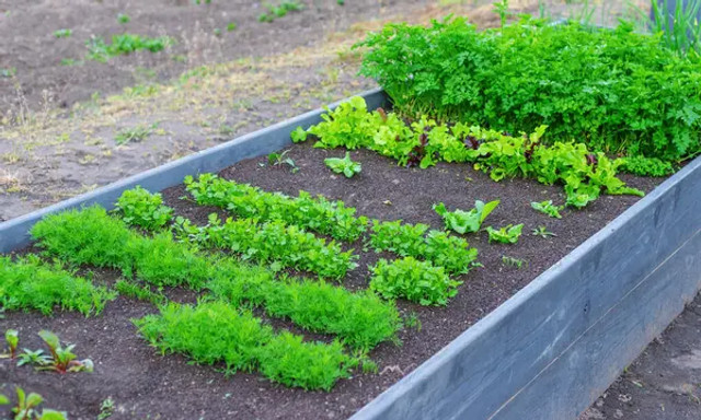 Що посіяти у квітні, щоб зібрати щедрий урожай: головні правила та поради для городників - фото 609503