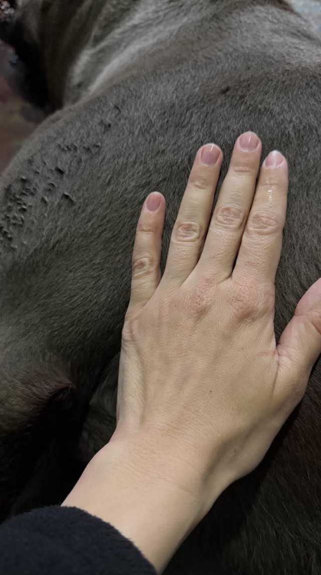 'Її вбили через мою позиці': Олена Мандзюк шокувала звісткою про смерть собаки та погрози - фото 609517