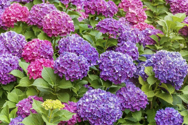 Гортензія не зацвіте після цієї помилки навесні: як врятувати ваші квіти - фото 609550