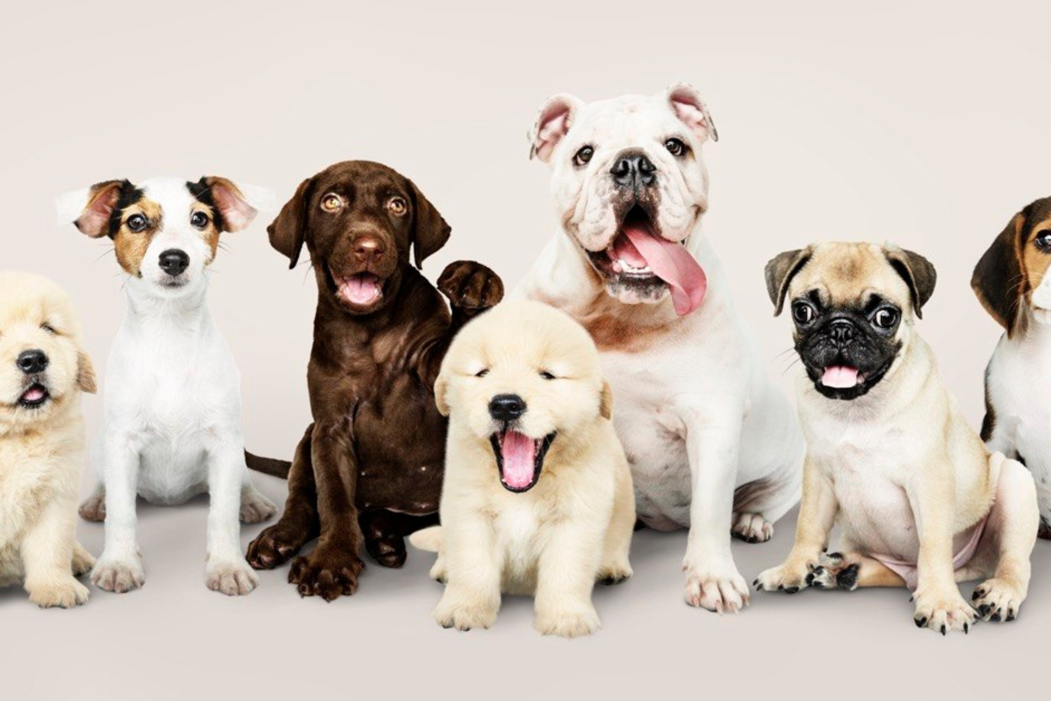 Ці 5 порід собак можуть стати викликом для новачків – ветеринар пояснив чому