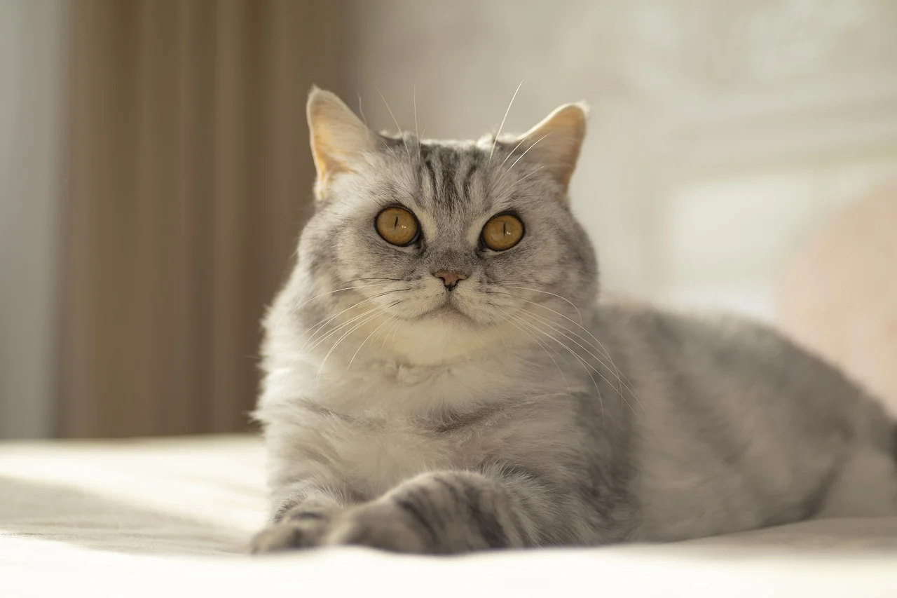 Чому кіт ходить за вами - фото 1