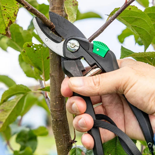 Обрізка яблуні у березні: як не перетворити дерево на 'їжака' та зберегти весь врожай - фото 610354