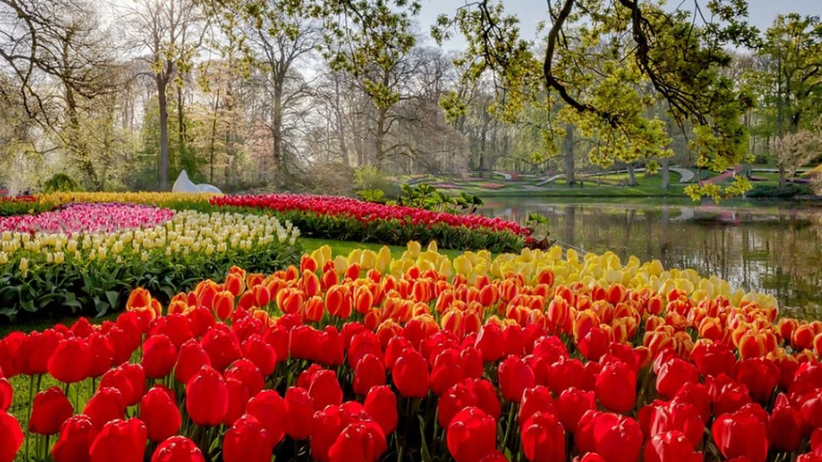 Цікаві факти про королівський парк квітів Кекенхоф - фото 1