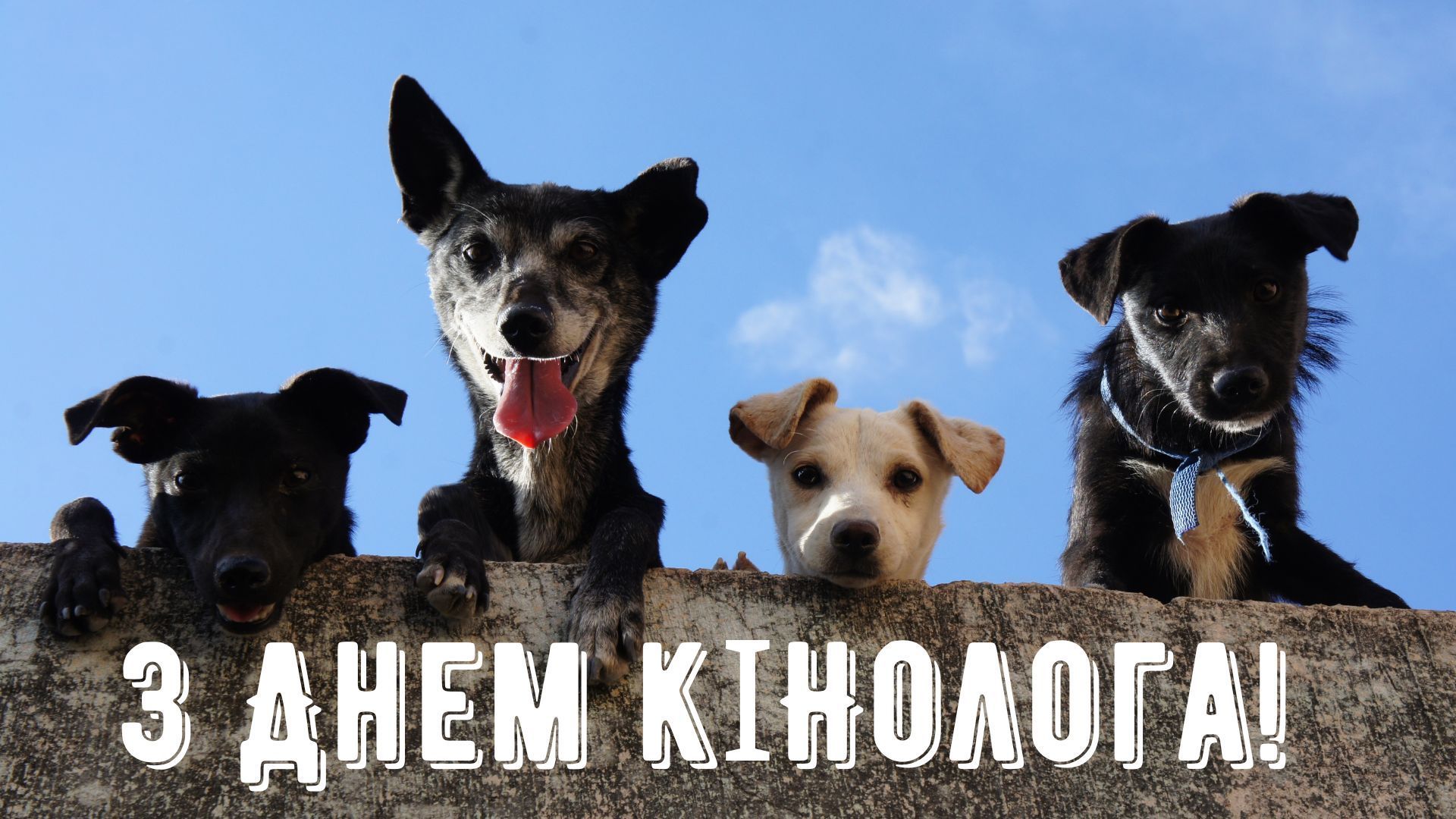 День кінолога України 2 квітня - фото 1