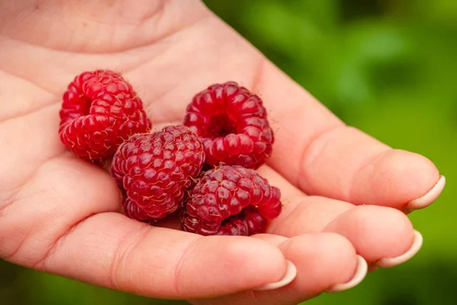 Саджу 4 кущі цього сорту малини в березні – і збираю врожай відрами до самих заморозків - фото 610501