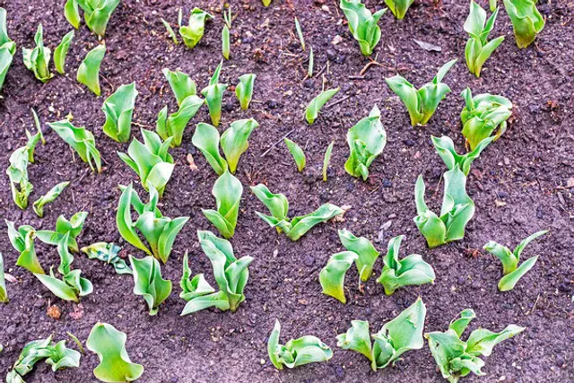 Що робити з тюльпанами після цвітіння: важливі кроків для пишного цвітіння наступного року - фото 610741