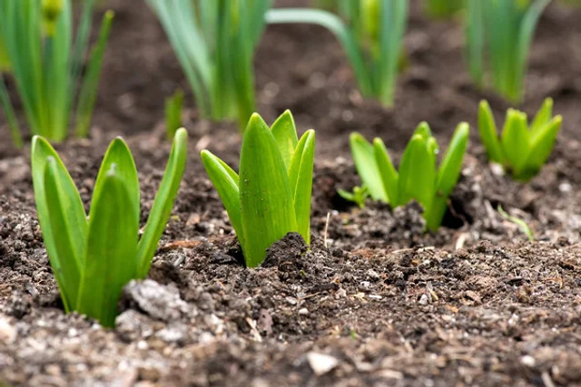 Що робити з тюльпанами після цвітіння: важливі кроків для пишного цвітіння наступного року - фото 610742