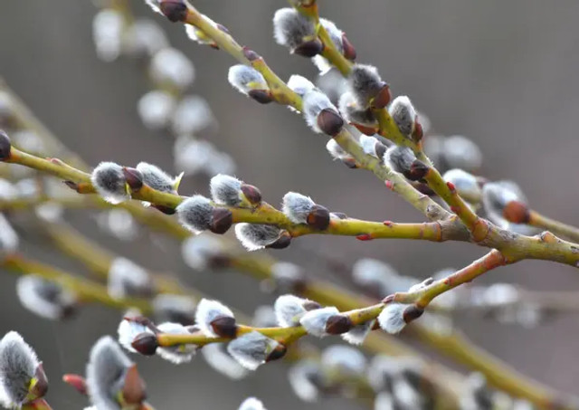 Навіщо б’ють вербою на Вербну неділю: давній обряд, який обіцяє здоров’я на весь рік - фото 610745
