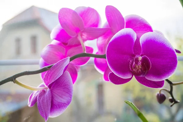 Орхідея після цвітіння: як правильно обрізати, поливати і доглядати, щоб знову зацвіла - фото 610846