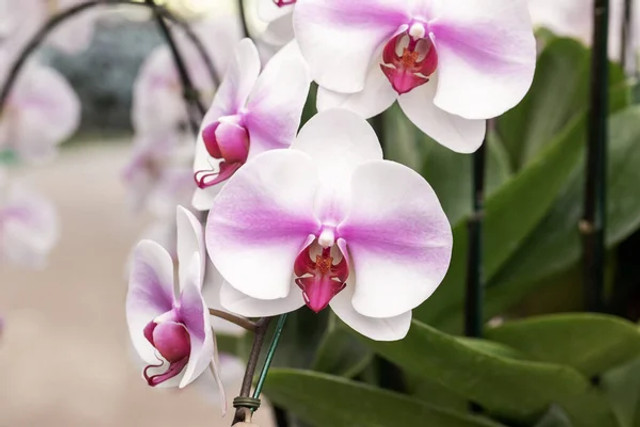 Орхідея після цвітіння: як правильно обрізати, поливати і доглядати, щоб знову зацвіла - фото 610848