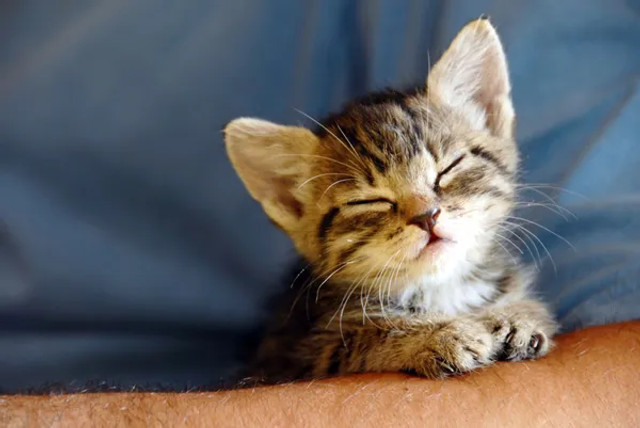 Навіщо котам вуса: вчені пояснили, як вони допомагають орієнтуватися і виживати - фото 611447