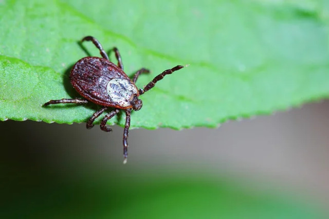 Як перевірити кліщів на одязі після прогулянки: 7 простих кроків, які врятують від укусу - фото 611625