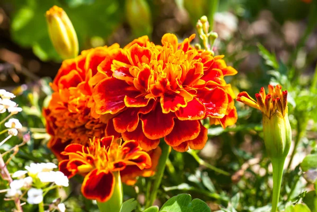 5 рослин, які врятують від комарів: що посадити біля будинку, щоб забути про укуси - фото 611694