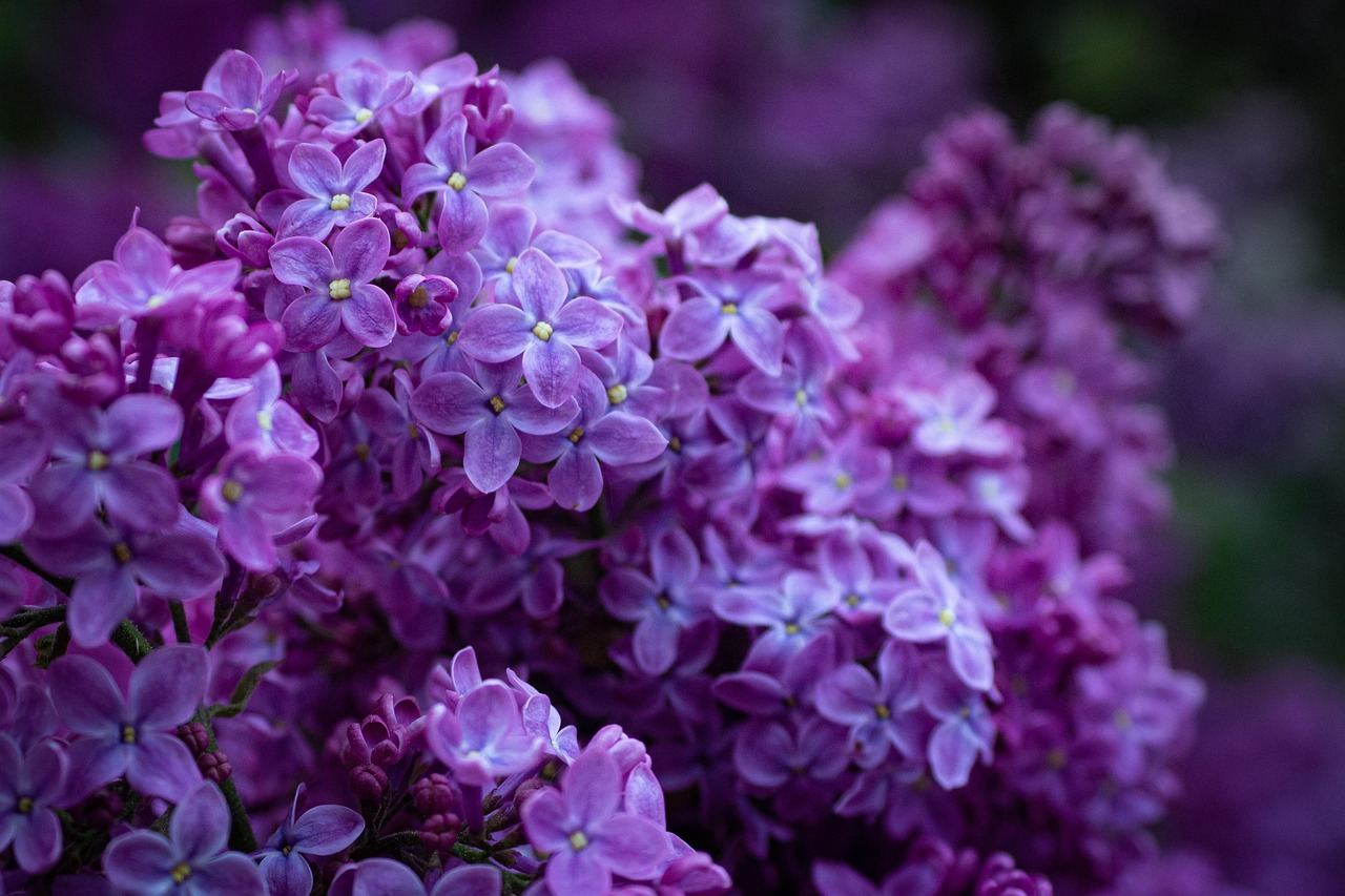 Бузок у домі - фото 1