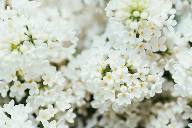 Ці 2 букети бузку не можна нести додому: які квіти можуть забрати щастя і достаток - фото 611888