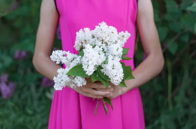 Ці 2 букети бузку не можна нести додому: які квіти можуть забрати щастя і достаток - фото 611889