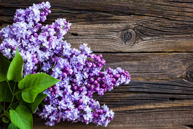 Ці 2 букети бузку не можна нести додому: які квіти можуть забрати щастя і достаток - фото 611890