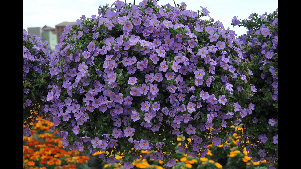 Бакопа у саду - фото 1