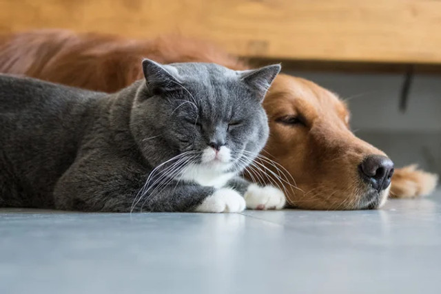 Скільки грошей потрібно на домашнього улюбленця: українцям назвали реальні витрати на рік - фото 612443