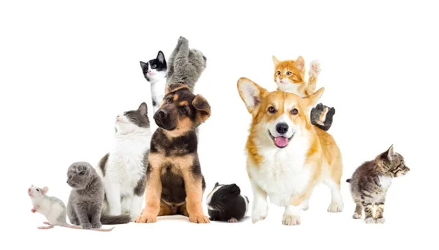 Скільки грошей потрібно на домашнього улюбленця: українцям назвали реальні витрати на рік - фото 612444