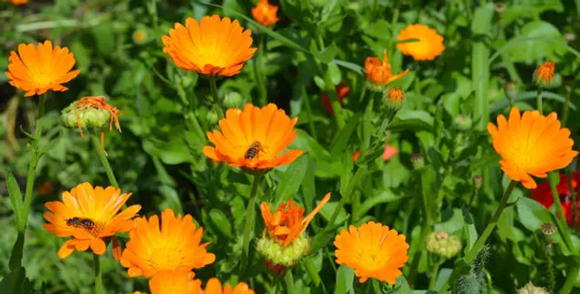 Час сіяти календулу на городі: 6 причин, чому ця квітка врятує ваш урожай - фото 612450