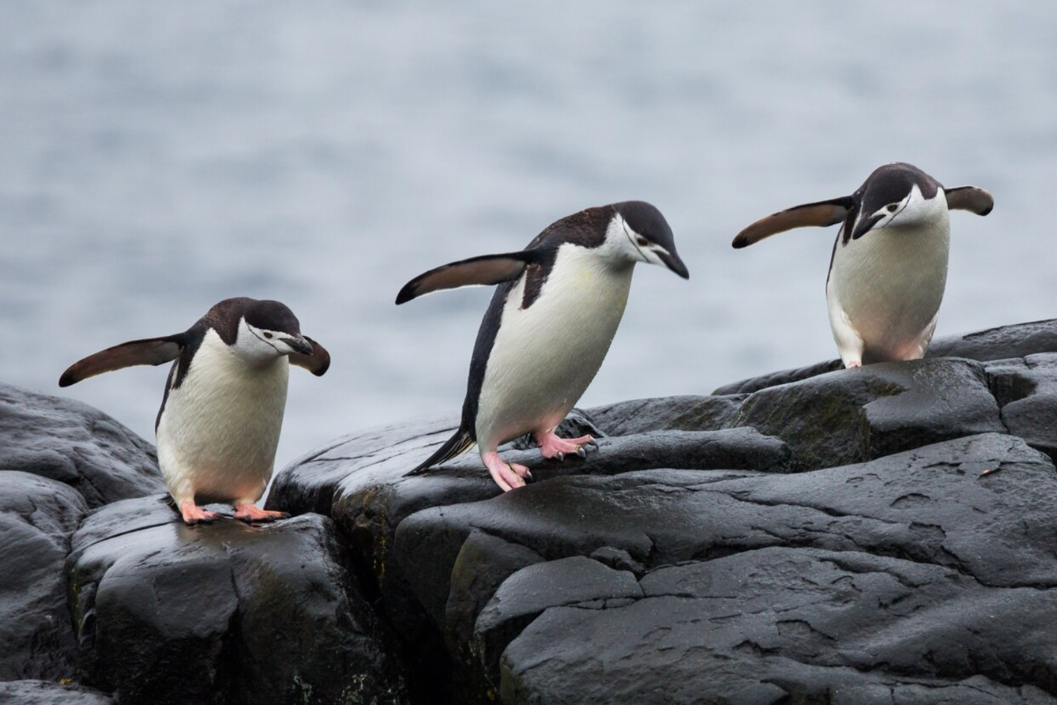 25 квітня – Всесвітній день пінгвінів - фото 1