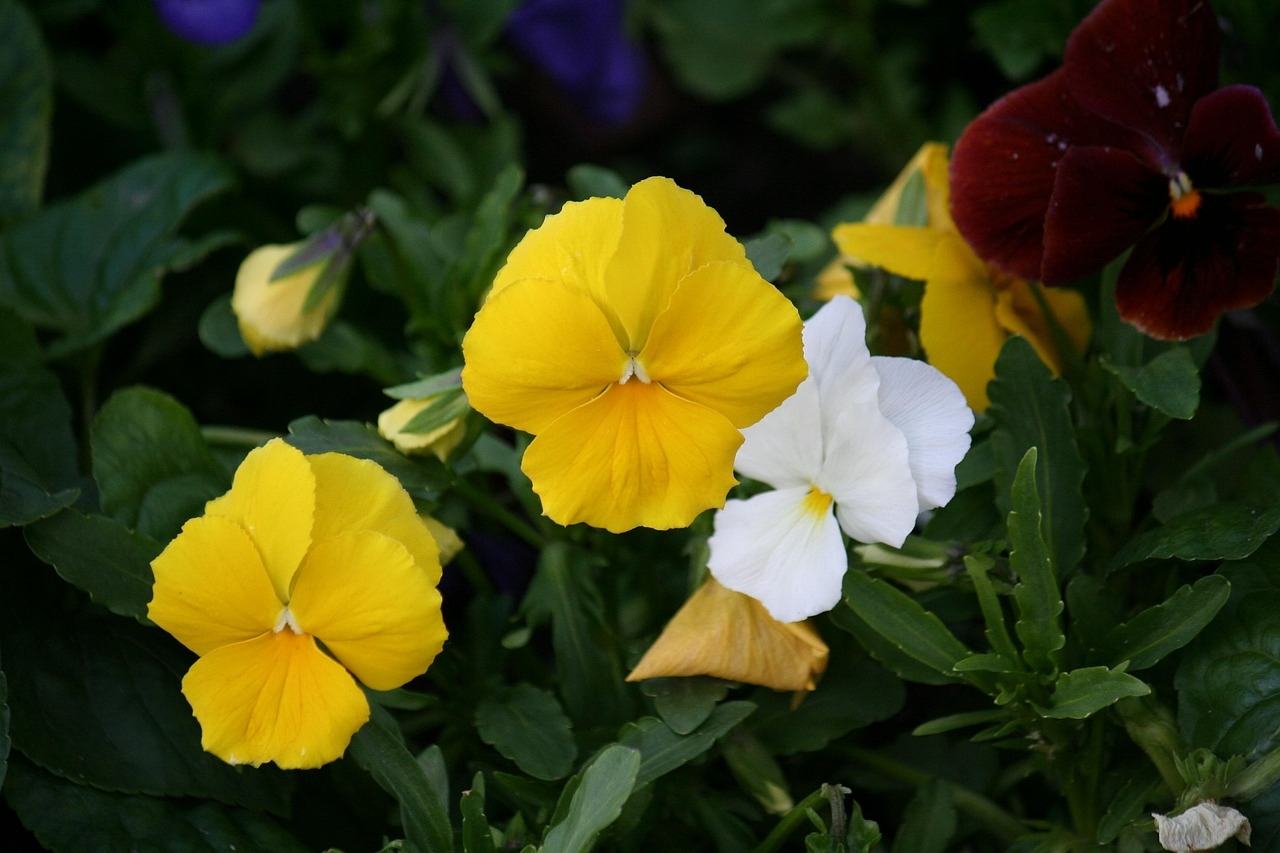 5 квітів на клумбі, які притягують у дім негаразди та хвороби: народні прикмети